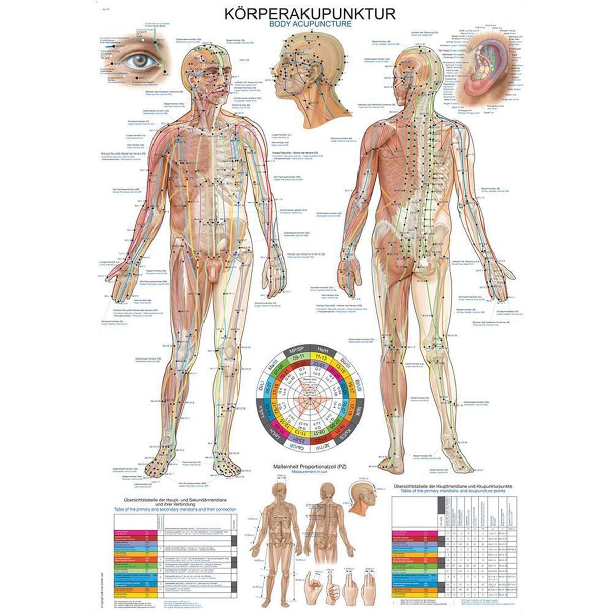 Erler-Zimmer Anatomische Lehrtafel "Körperakupunktur"
