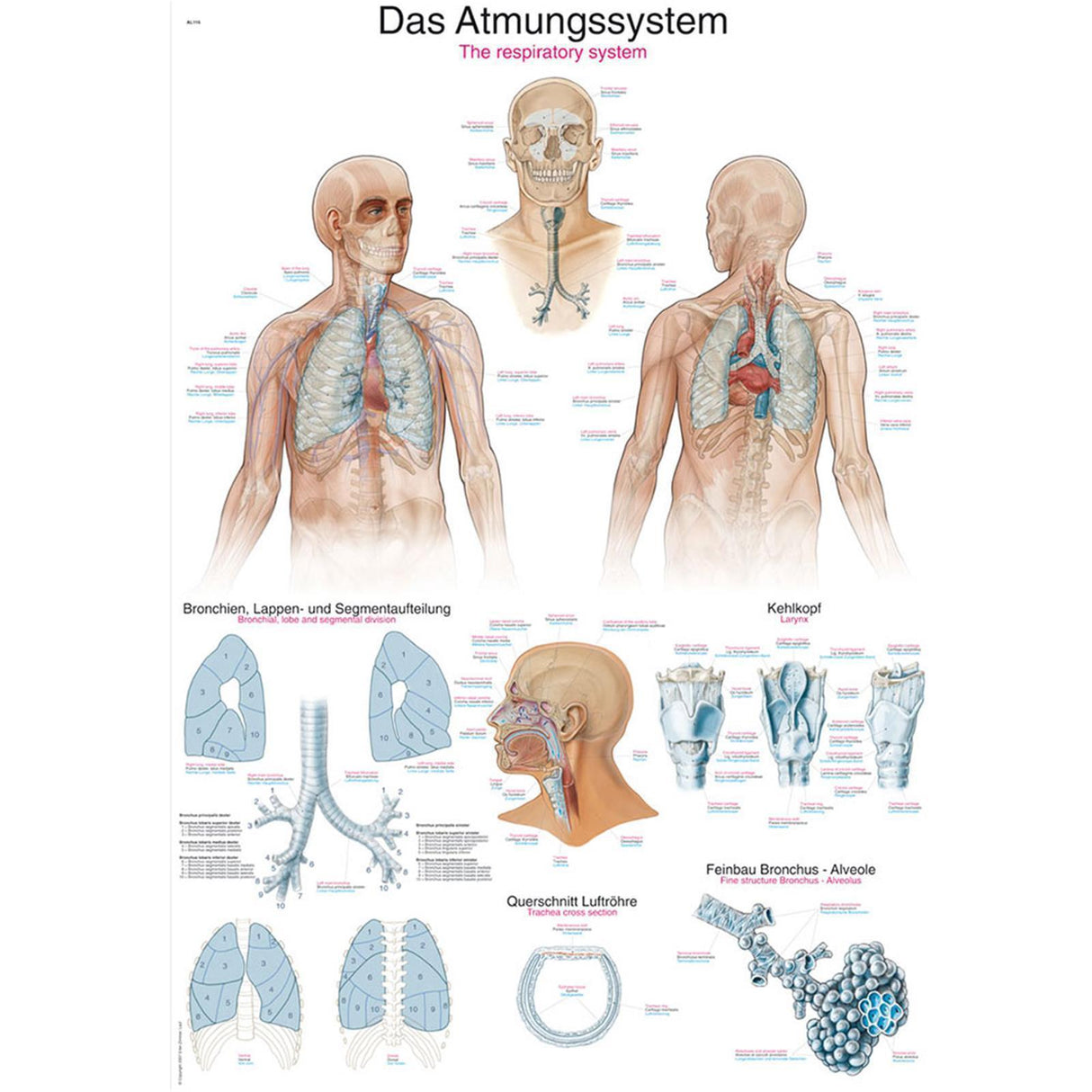 Erler-Zimmer Anatomische Lehrtafel "Das Atmungssystem"