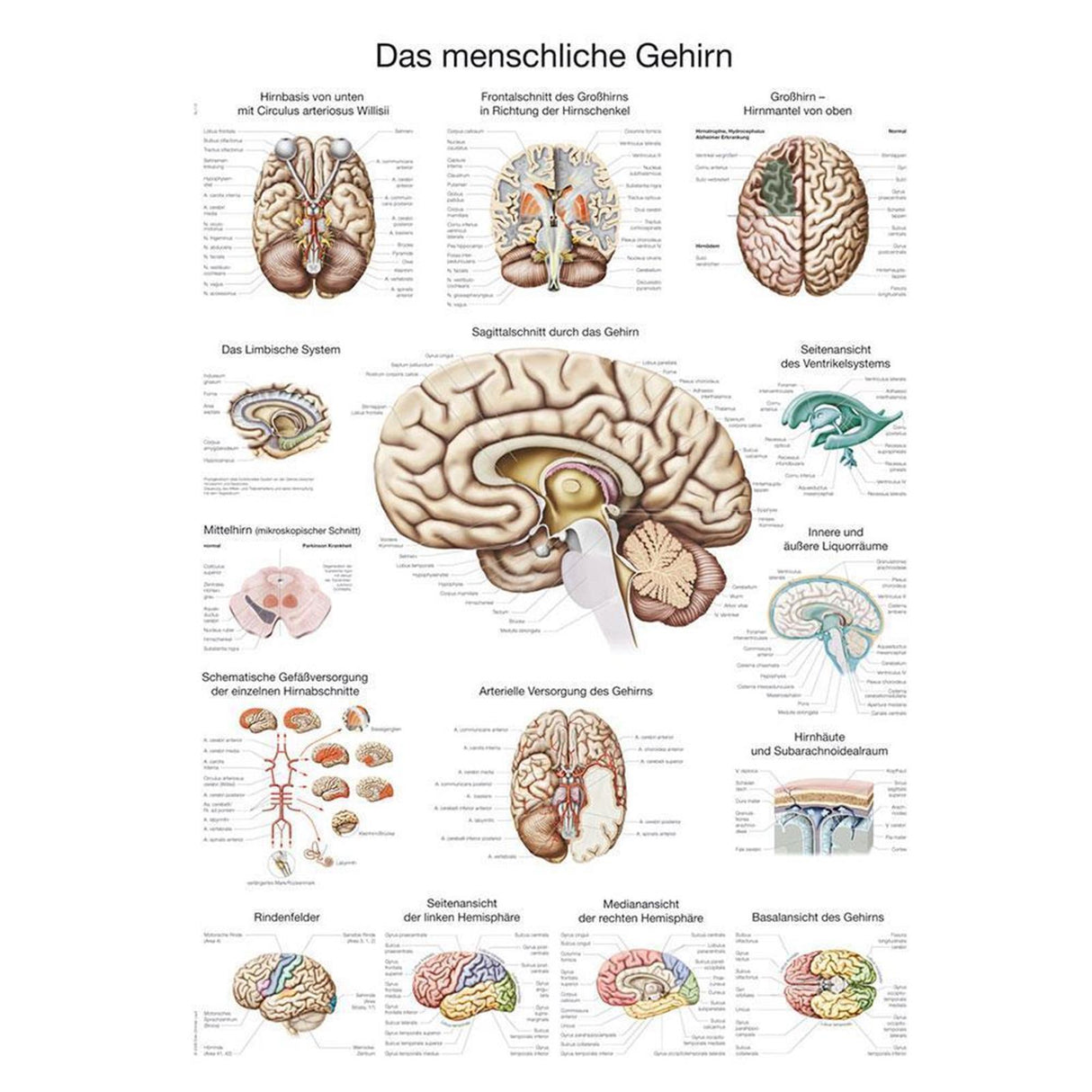 Erler-Zimmer Anatomische Lehrtafel "Das menschliche Gehirn"