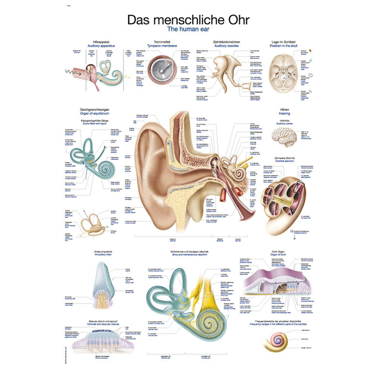 Erler-Zimmer Anatomische Lehrtafel "Das menschliche Ohr"