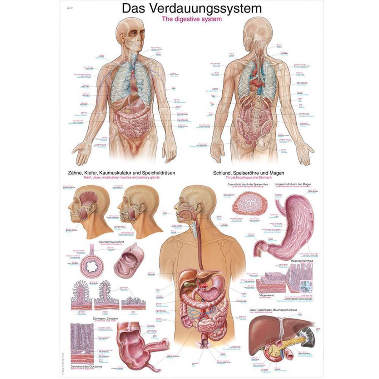 Erler-Zimmer Anatomische Lehrtafel "Das Verdauungssystem"