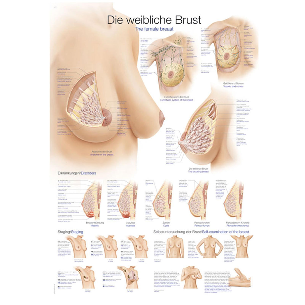 Erler-Zimmer Anatomische Lehrtafel "Die weibliche Brust"