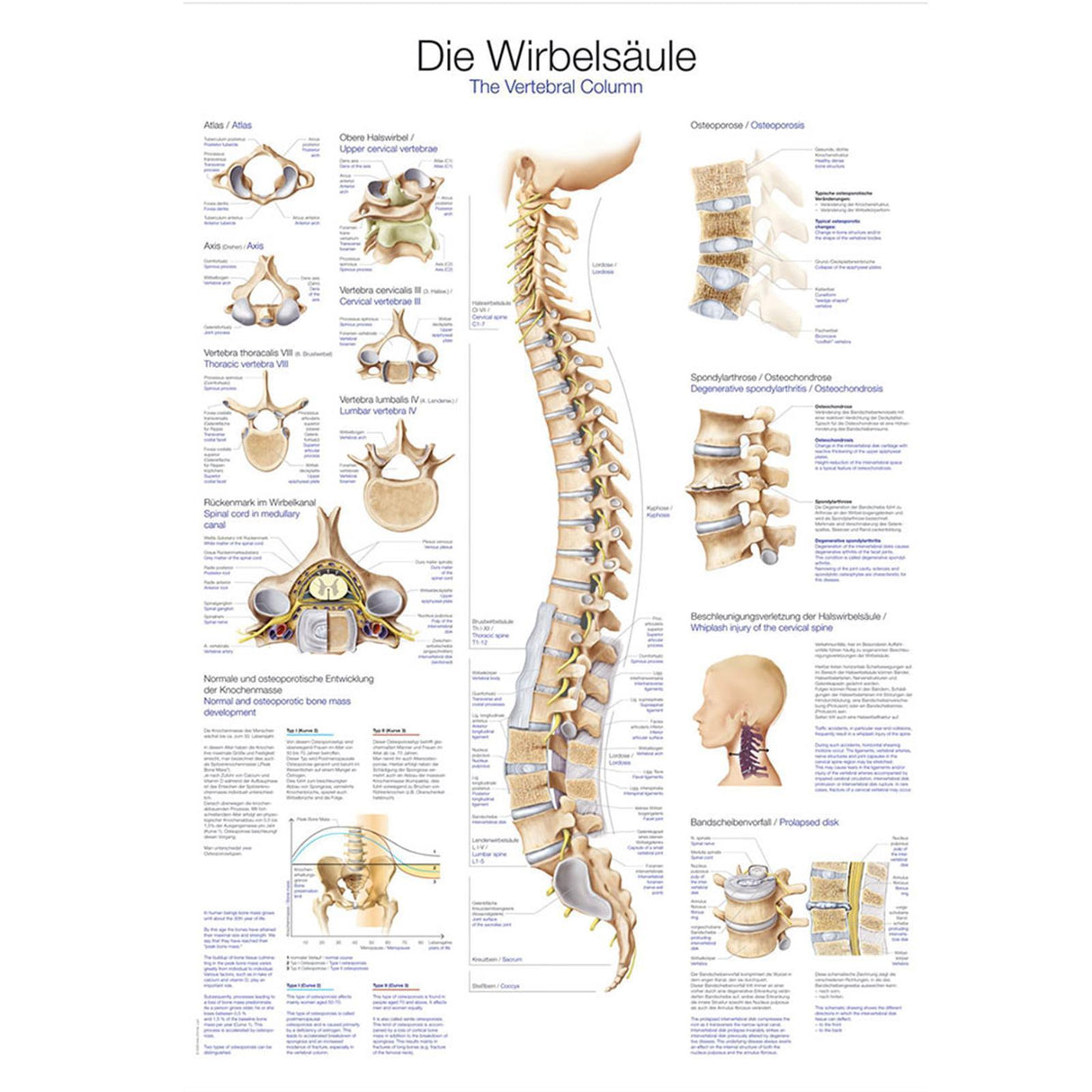 Erler-Zimmer Anatomische Lehrtafel "Die Wirbelsäule"