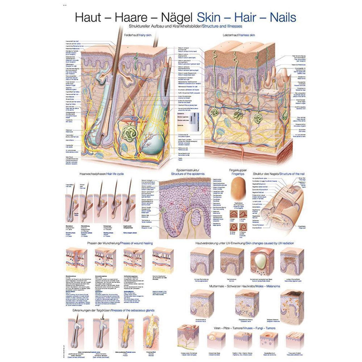 Erler-Zimmer Anatomische Lehrtafel "Haut-Haare-Nägel"