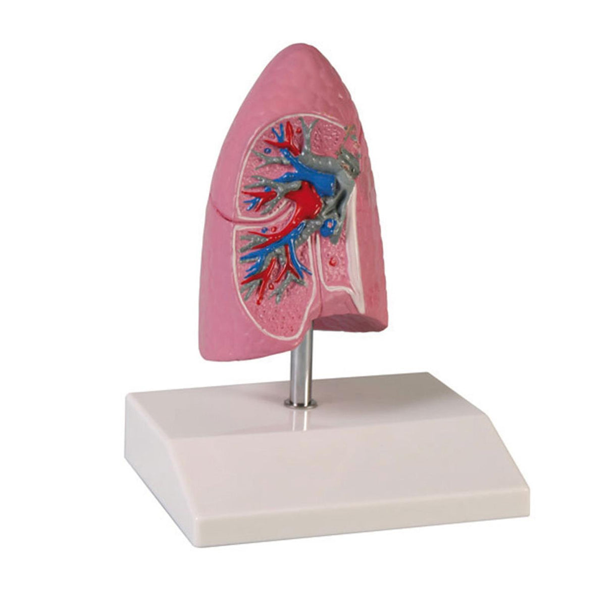 Erler-Zimmer Anatomische Modell Lungenhälfte rechts ½ natürliche Größe