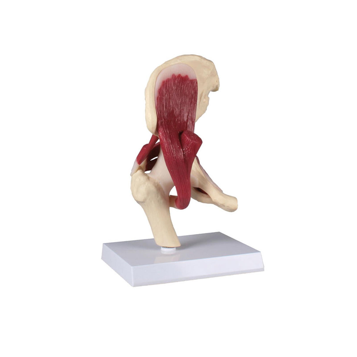 Erler-Zimmer Anatomisches Hüftgelenkmodell mit Muskulatur