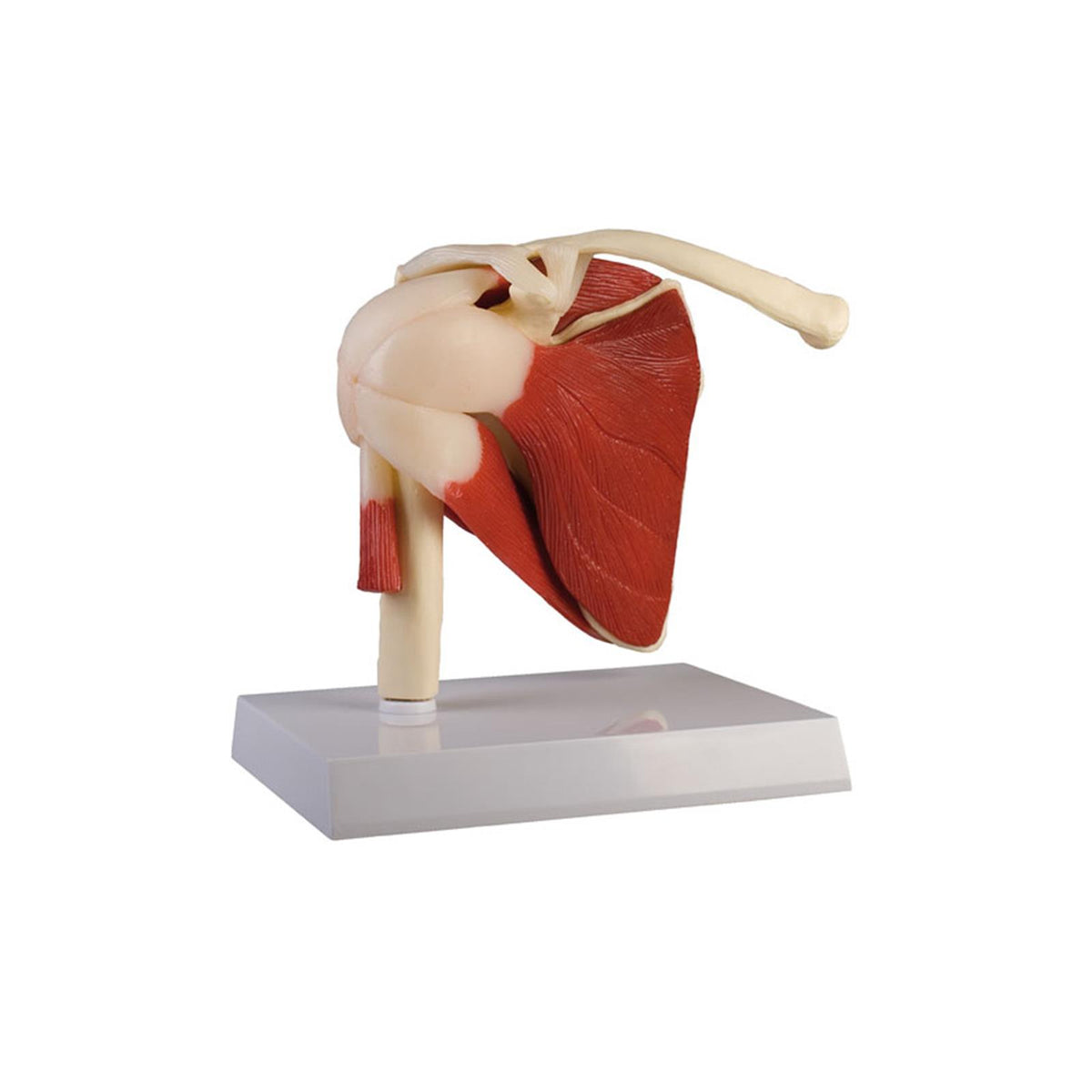 EVOTECH SCHULTERGELENK-MODELL – Anatomisch Mit Muskeln, Bändern & Rotatorenmanschette, Ideal Für Medizinstudium & Lehre