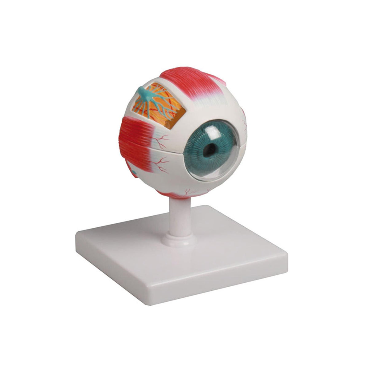 Erler-Zimmer Augenmodell 4- fache Größe, 6-teilig