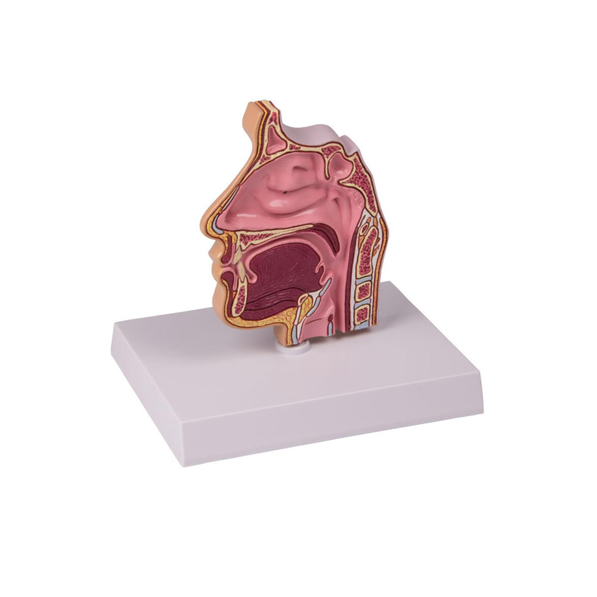 Erler-Zimmer Nasen- und Sinusmodell 12 x 2 x 14 cm