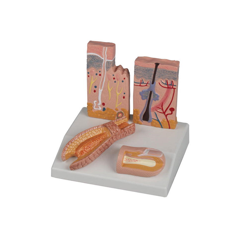 Erler-Zimmer Tischmodell Haut-Haar-Nagel