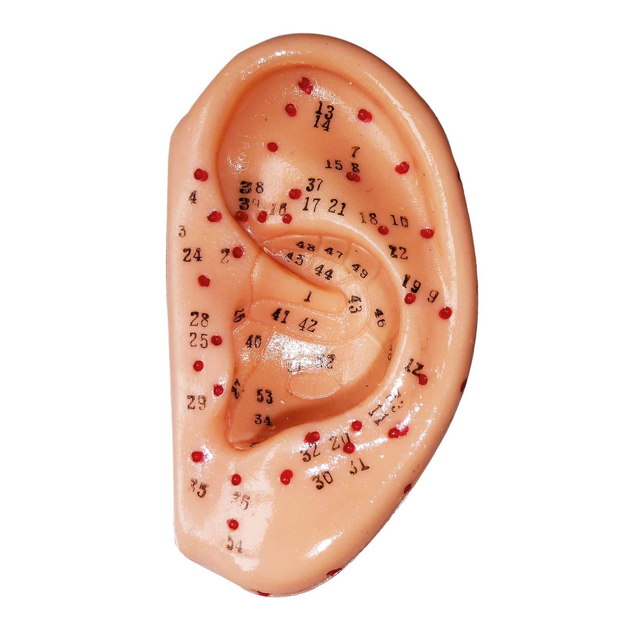 megro Akupunktur Einzelmodell Ohr