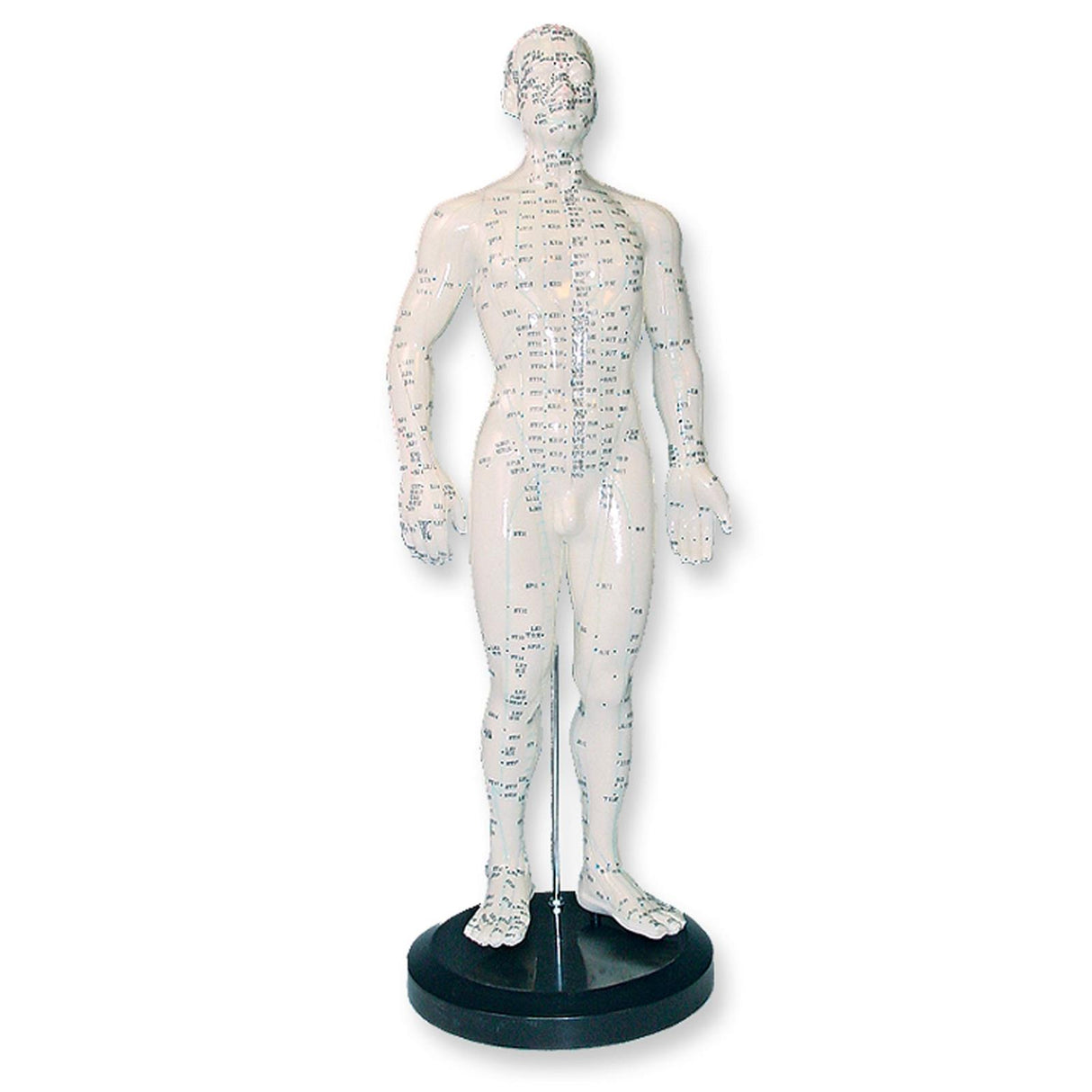 megro Akupunktur Ganzkörpermodell Mann