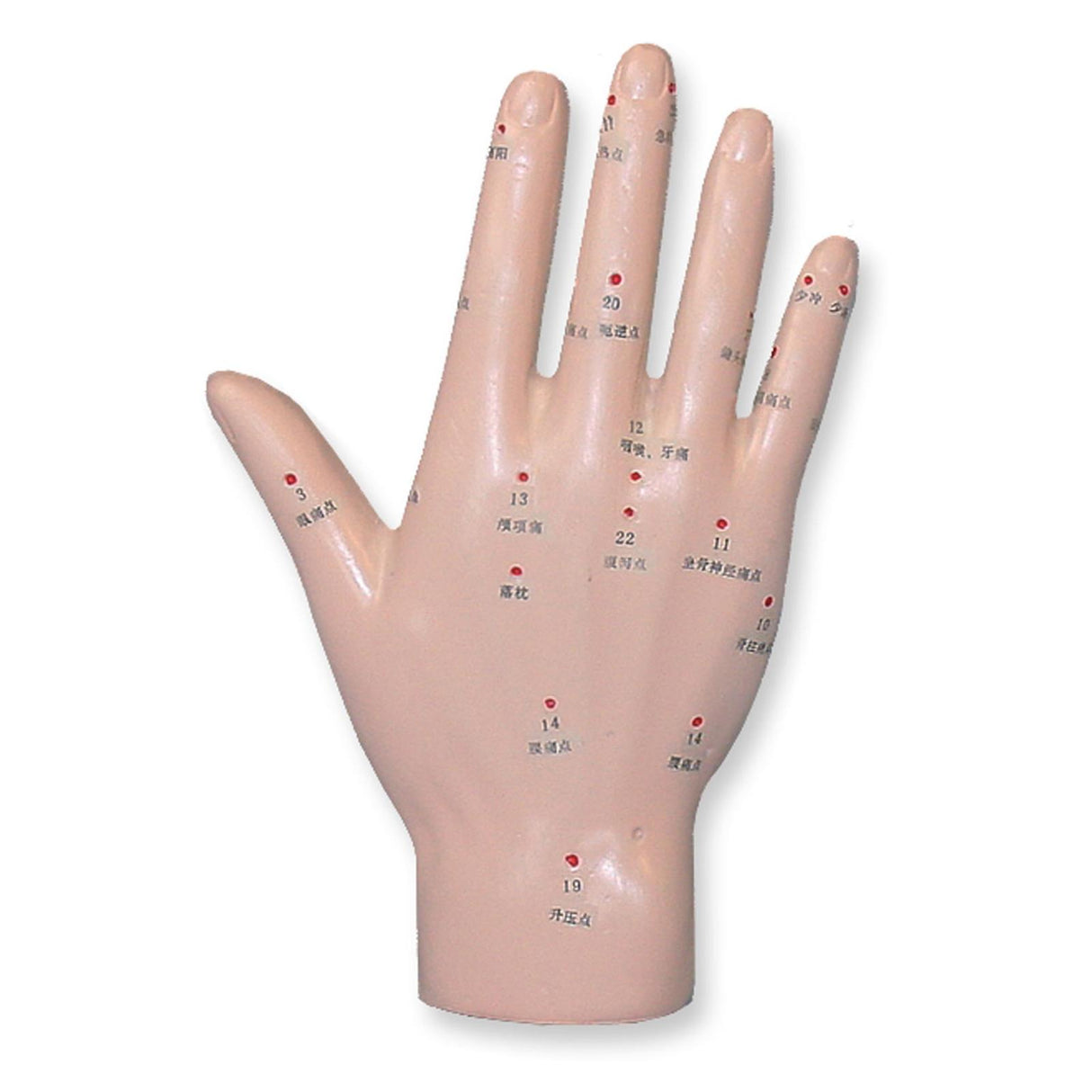 megro Einzelmodell Hand Akupunkturmodell
