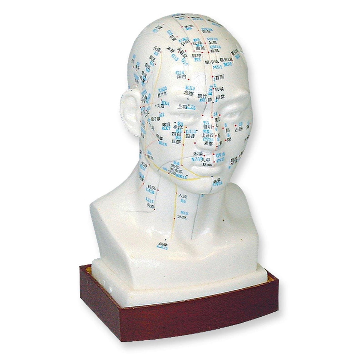 megro Einzelmodell Kopf Akupunkturmodell