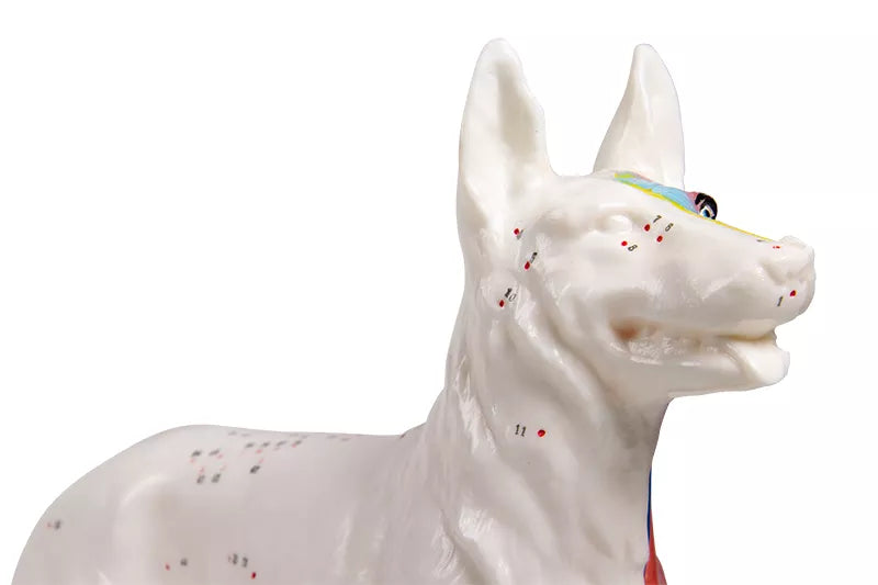 Erler-Zimmer Akupunktur Figur Modell Hund