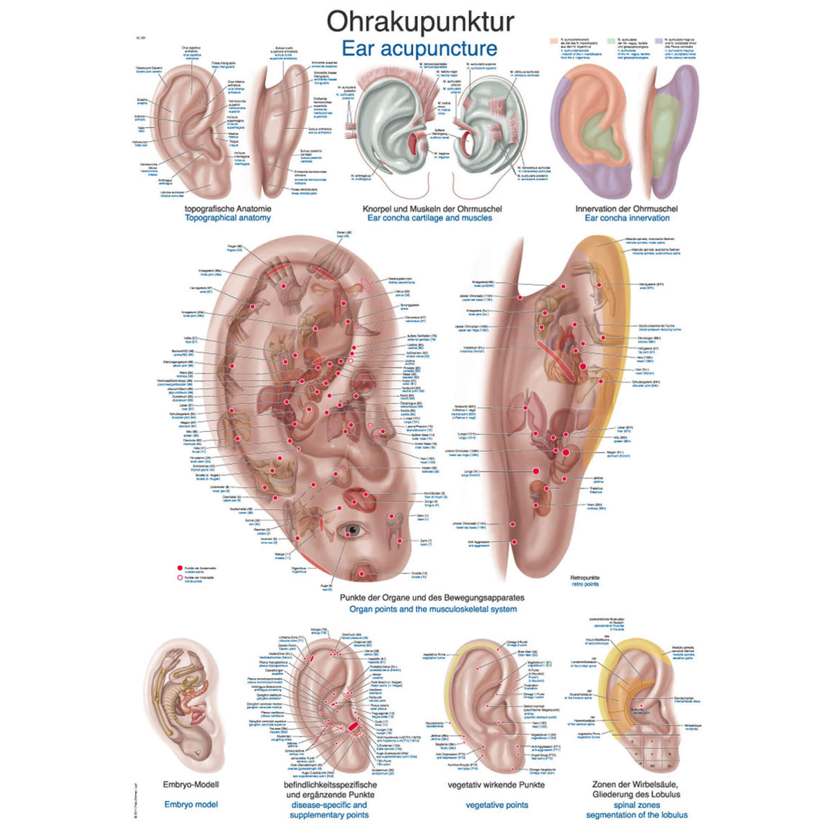 Erler-Zimmer Anatomische Lehrtafel "Ohrakupunktur"