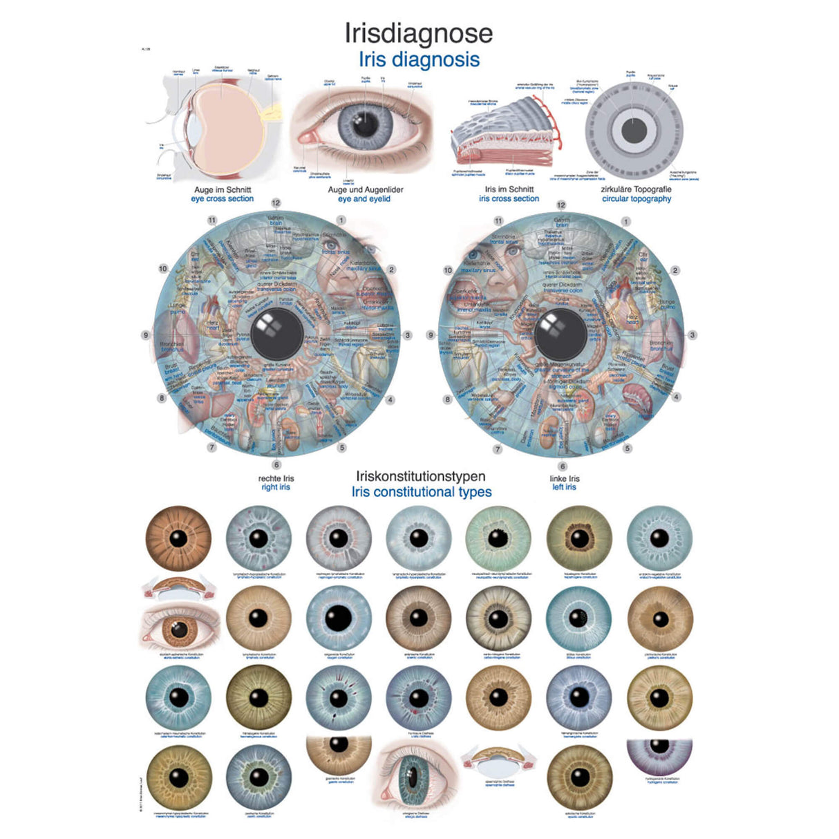 Erler-Zimmer Anatomische Lehrtafel "Irisdiagnose"