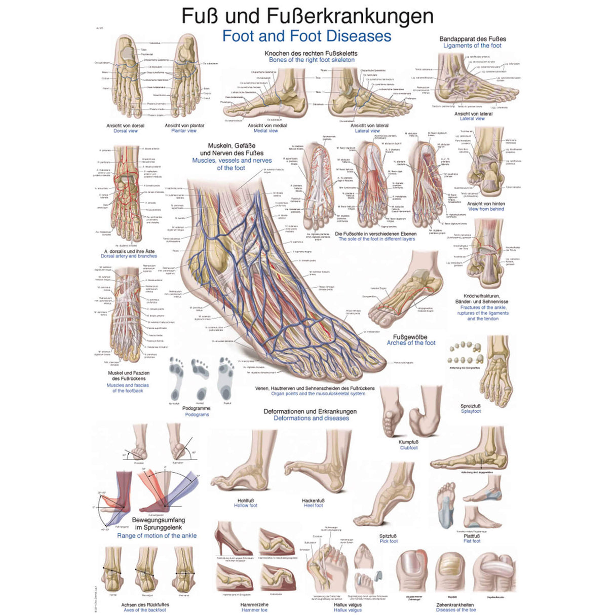 Erler-Zimmer Anatomische Lehrtafel "Fuß und Fußerkrankungen"