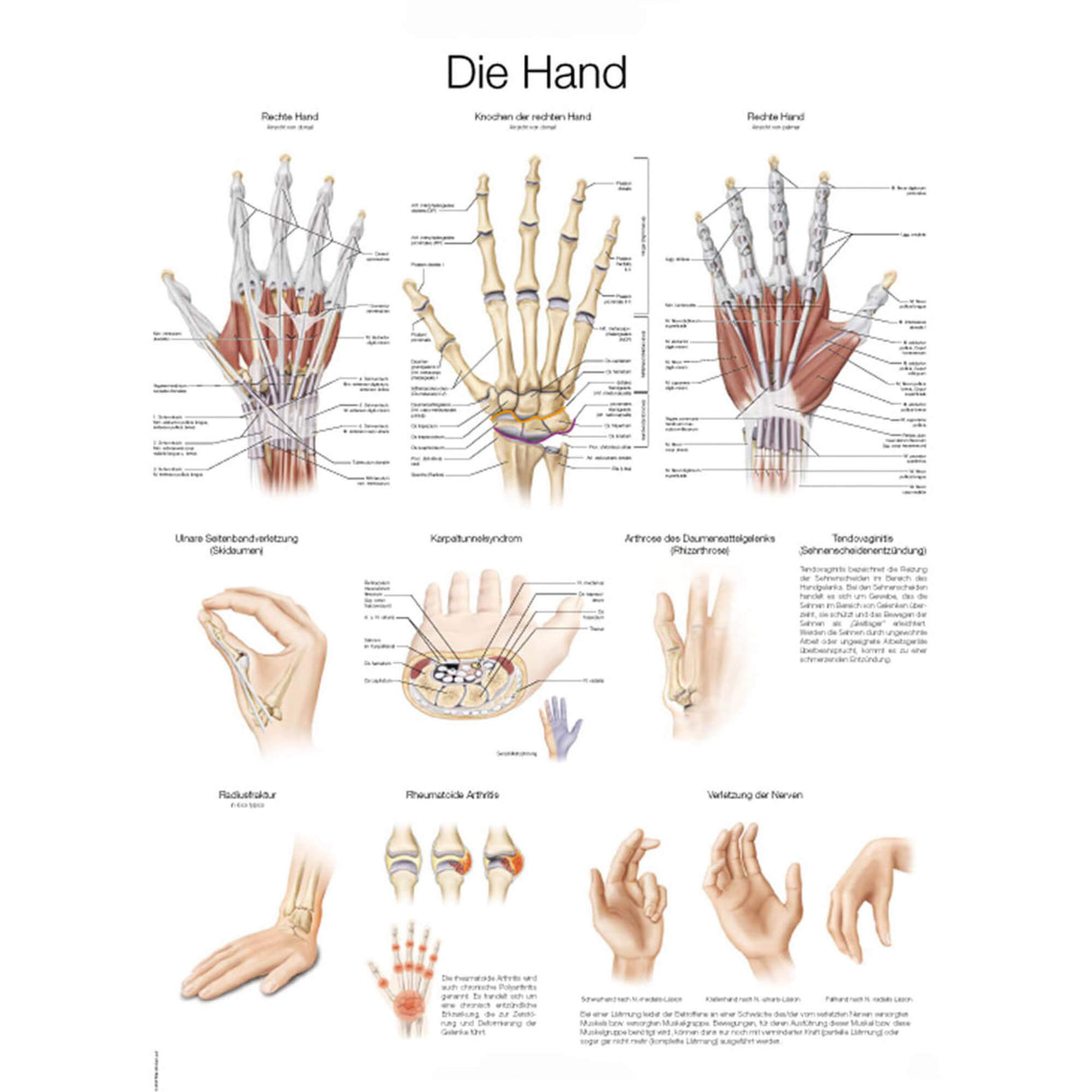 Erler-Zimmer Anatomische Lehrtafel "Die Hand"