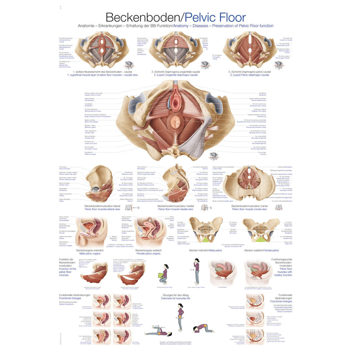 Erler-Zimmer Anatomische Lehrtafel "Beckenboden"