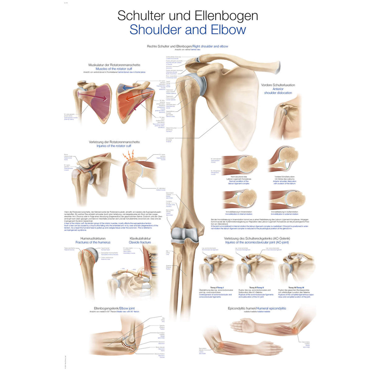 Erler-Zimmer Anatomische Lehrtafel "Schulter und Ellenbogen"