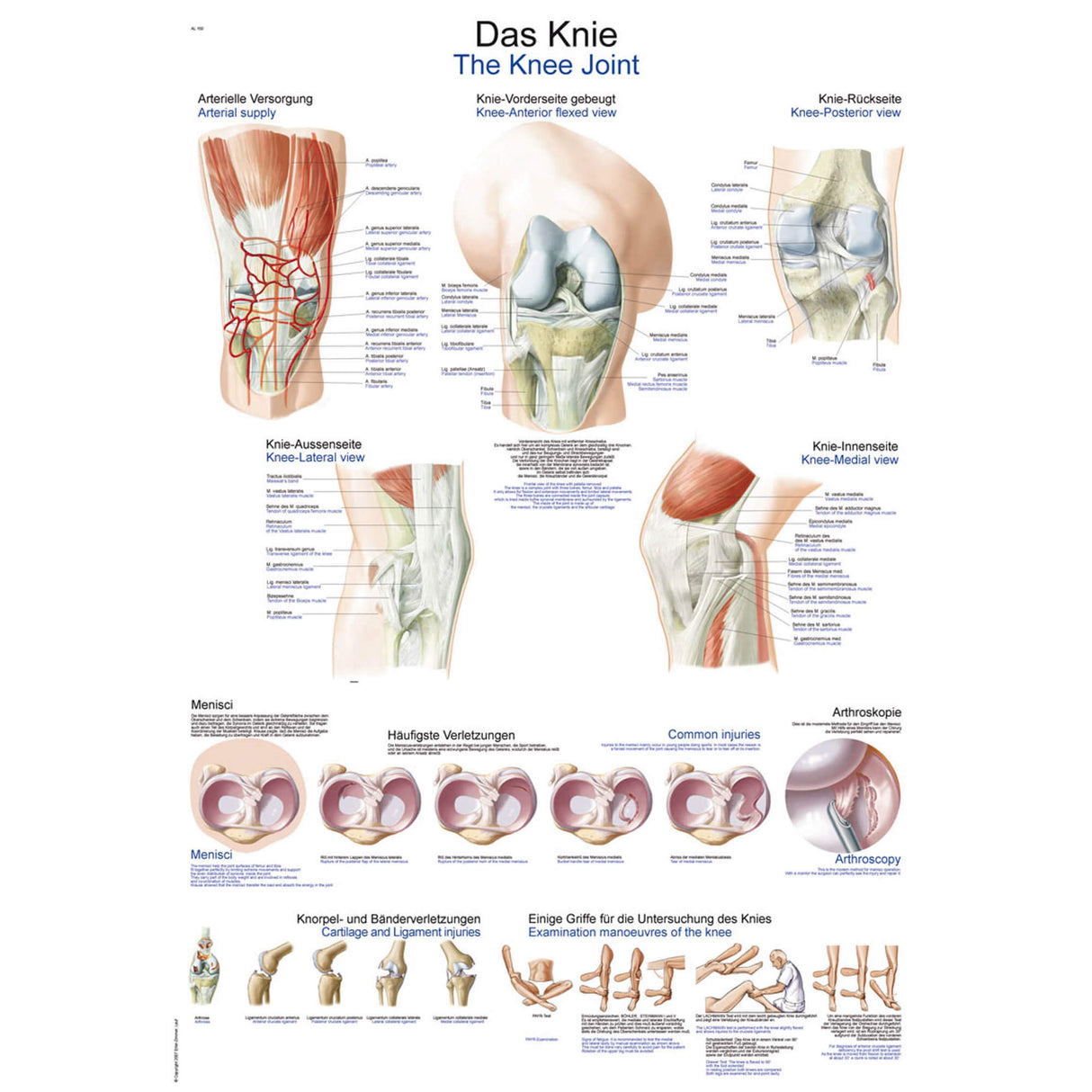 Erler-Zimmer Anatomische Lehrtafel "Das Knie"