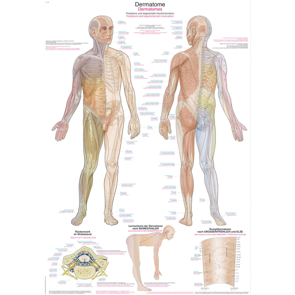 Erler-Zimmer Anatomische Lehrtafel "Dermatome"