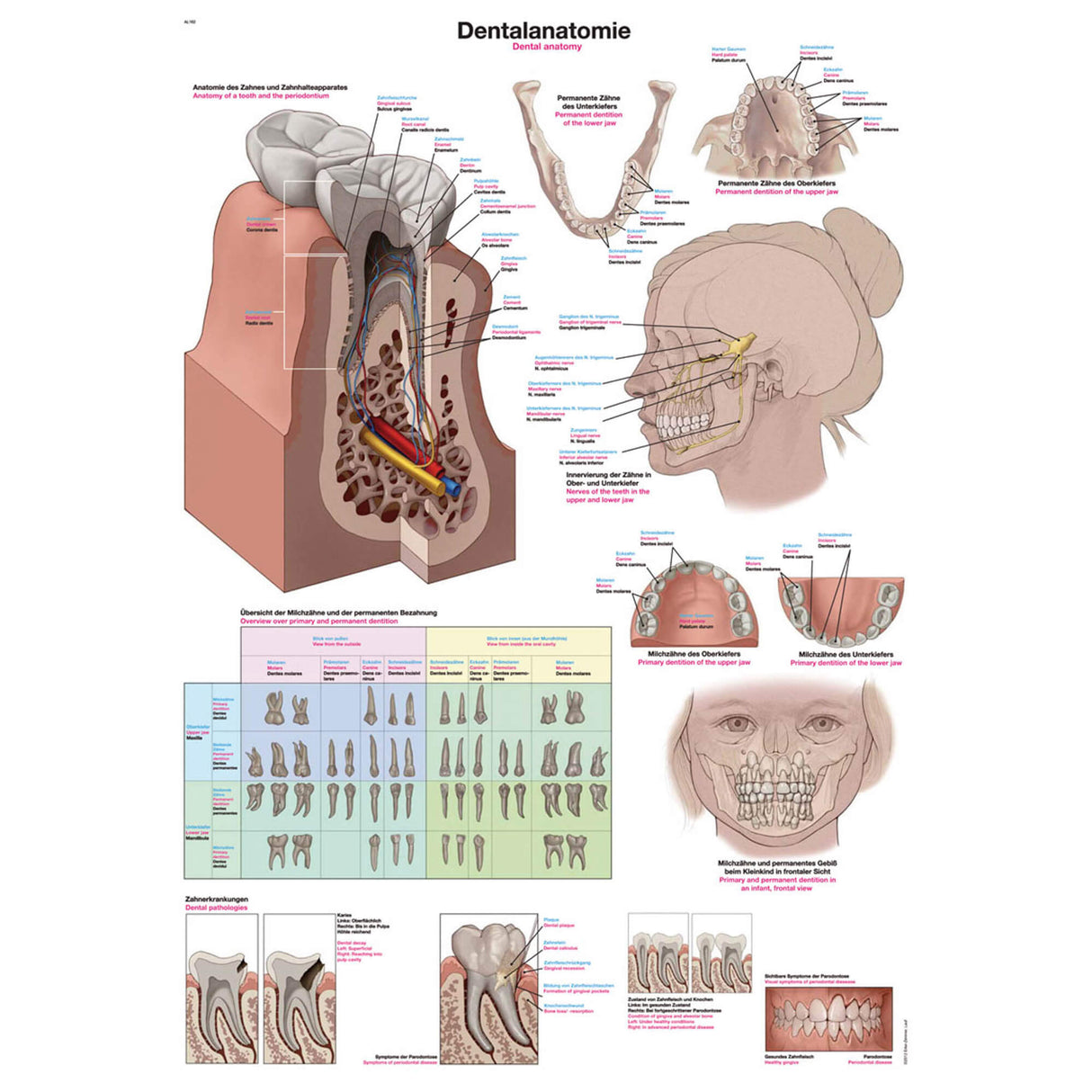 Erler-Zimmer Anatomische Lehrtafel "Dentalanatomie"