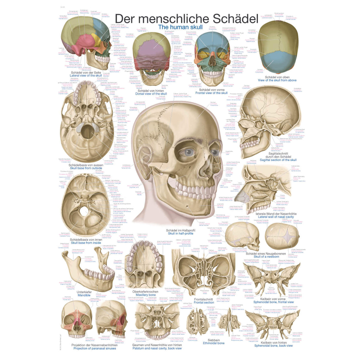 Erler-Zimmer Anatomische Lehrtafel "Der menschliche Schädel"