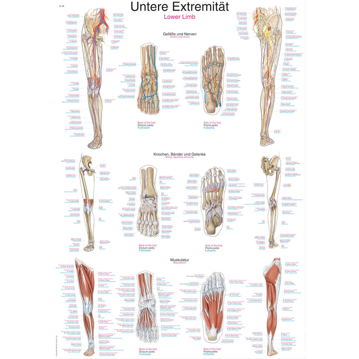 Erler-Zimmer Anatomische Lehrtafel "Untere Extremität"