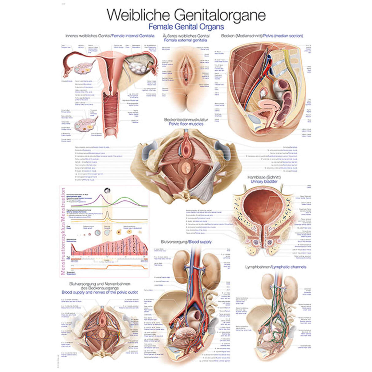 Erler-Zimmer Anatomische Lehrtafel "Weibliches Genital"