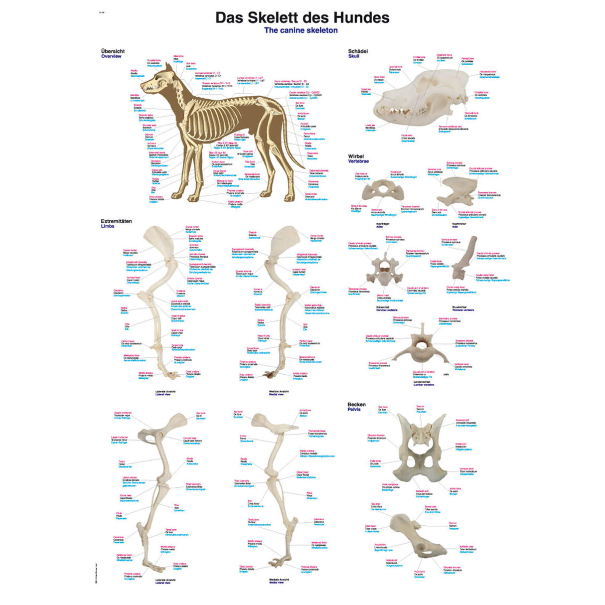 Erler-Zimmer Anatomische Lehrtafel "Das Skelett des Hundes"
