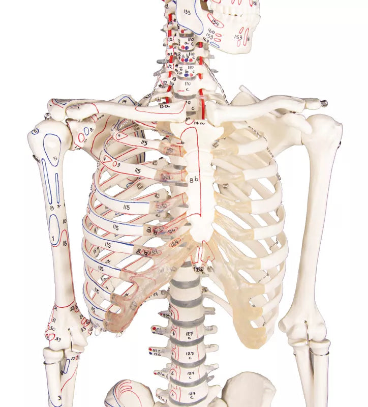 Erler-Zimmer Miniatur Skelett Modell „Daniel“ mit Muskelmarkierungen