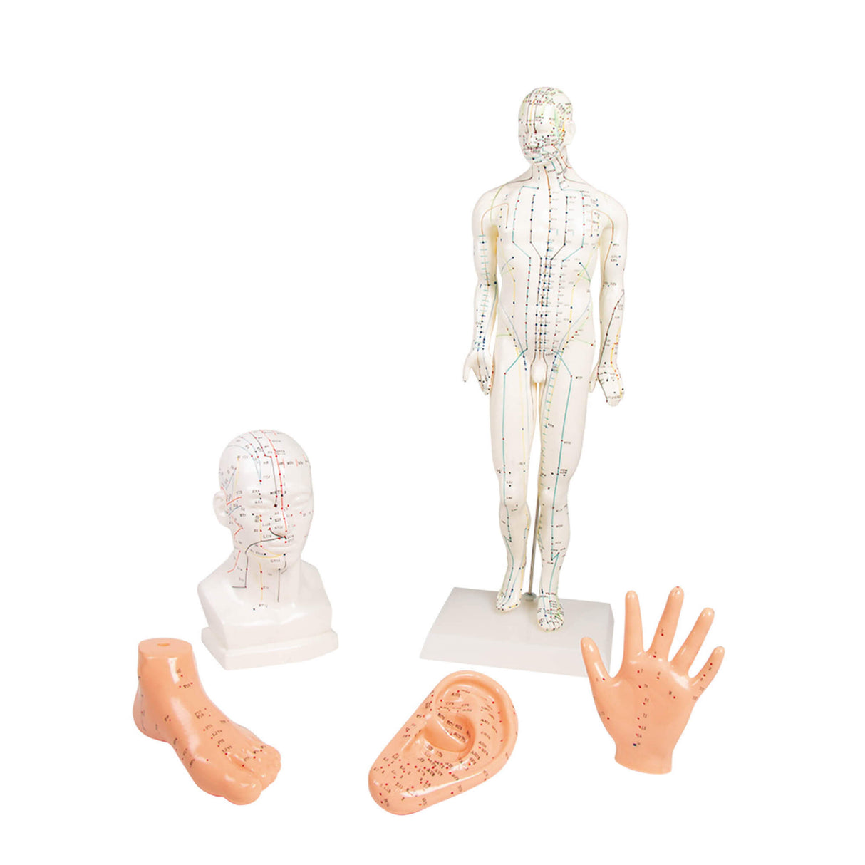 Erler-Zimmer Chinesisches Akupunkturset 5 Modelle