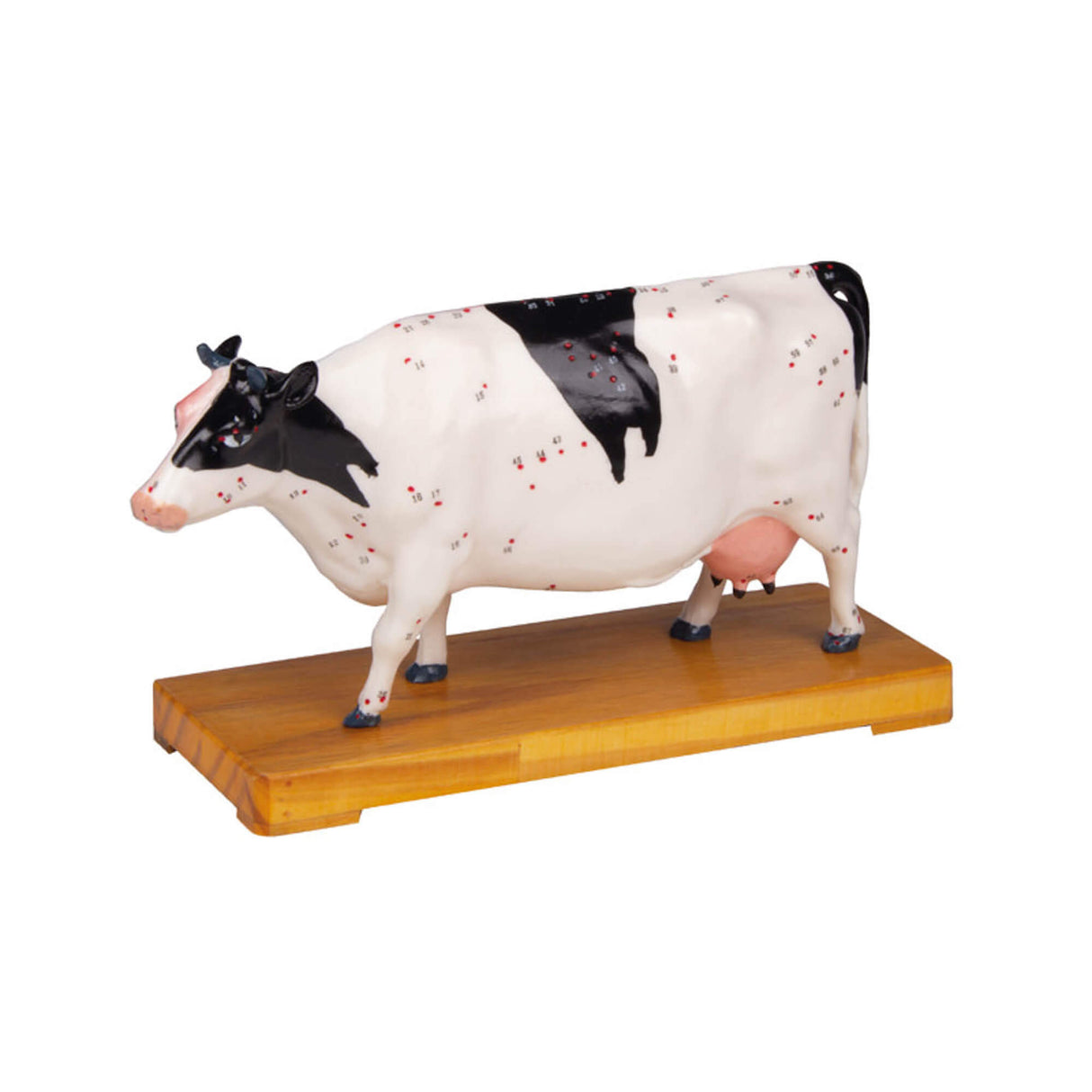 Erler-Zimmer Akupunktur Figur Modell Kuh
