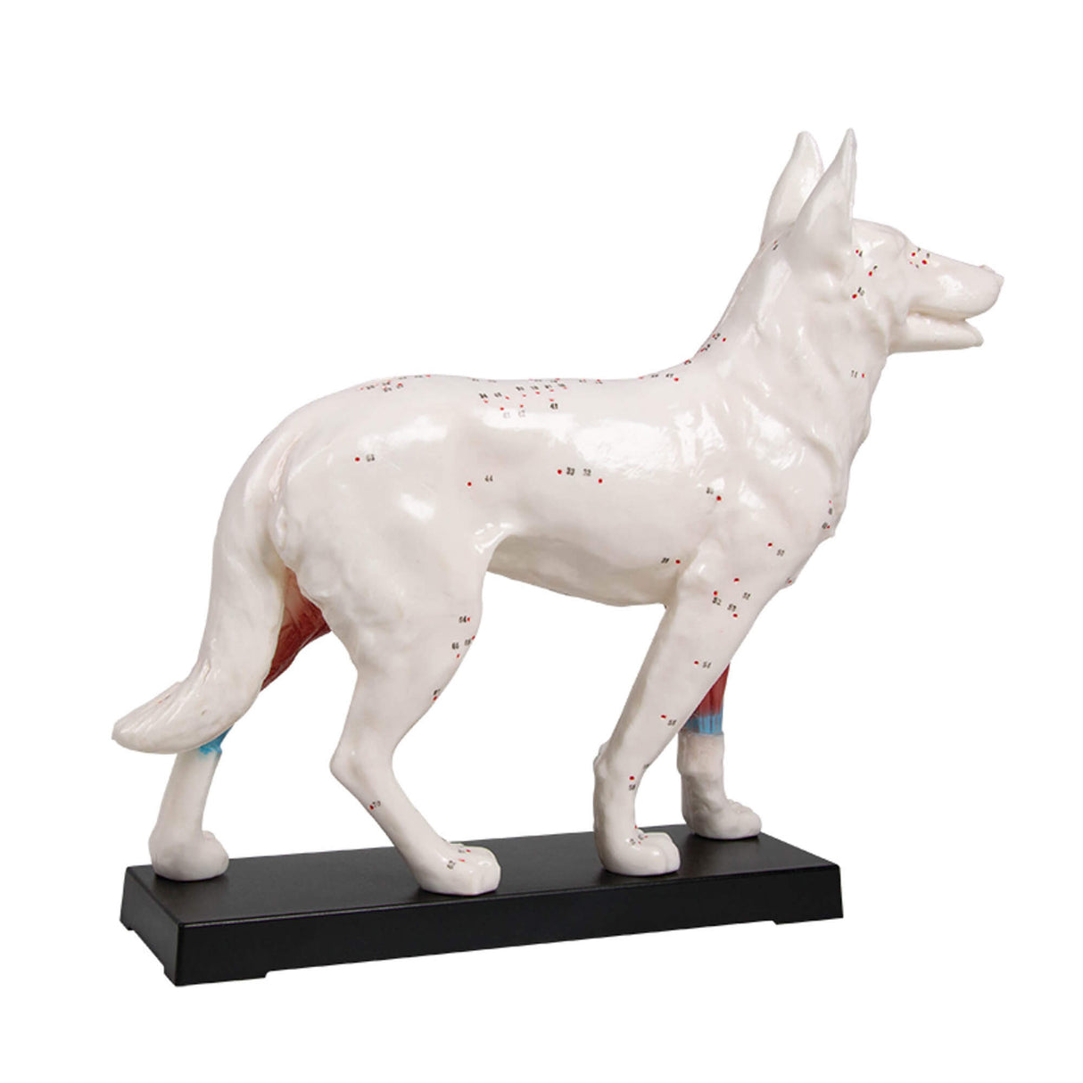 Erler-Zimmer Akupunktur Figur Modell Hund
