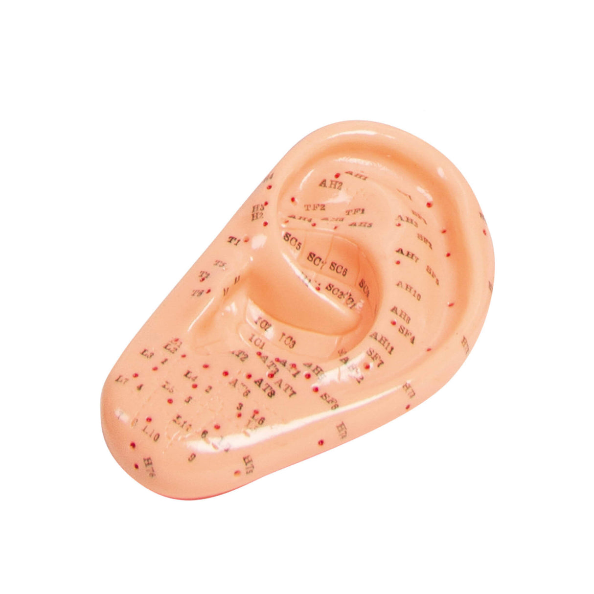 Erler-Zimmer Akupunktur Modell Ohr 22 cm