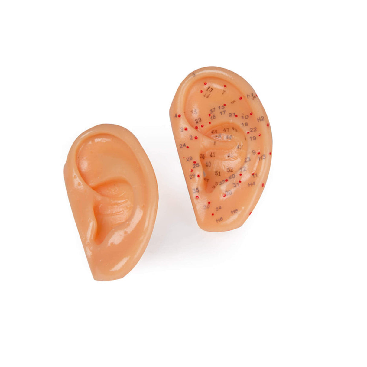Erler-Zimmer Akupunktur Ohren Modell natürliche Größe 2er Set