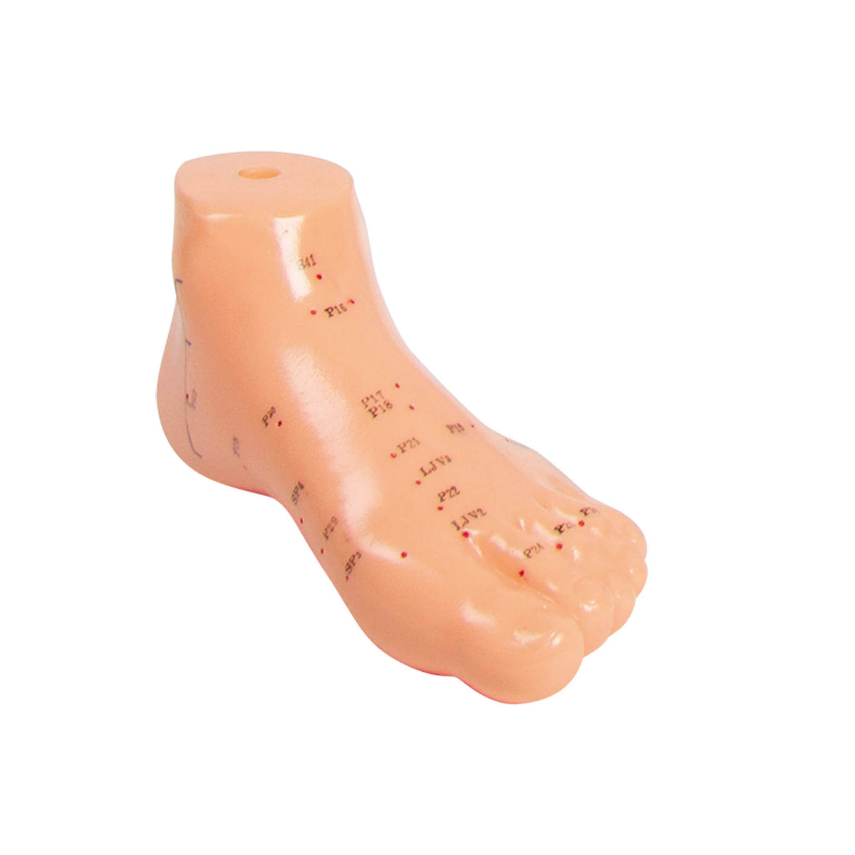 Erler-Zimmer Chinesisches Akupunktur Fuß Modell