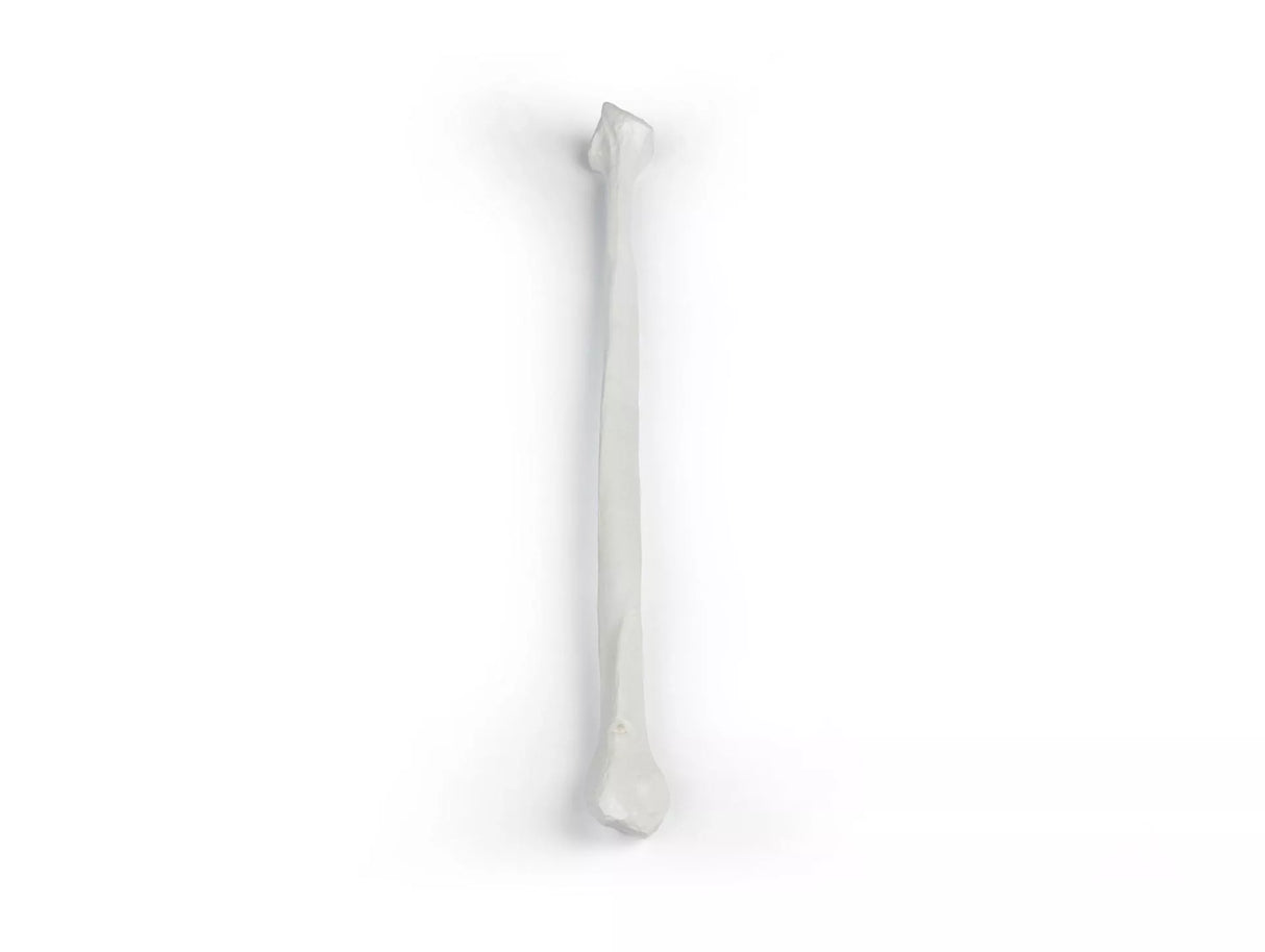 Erler-Zimmer Wadenbein Modell Fibula