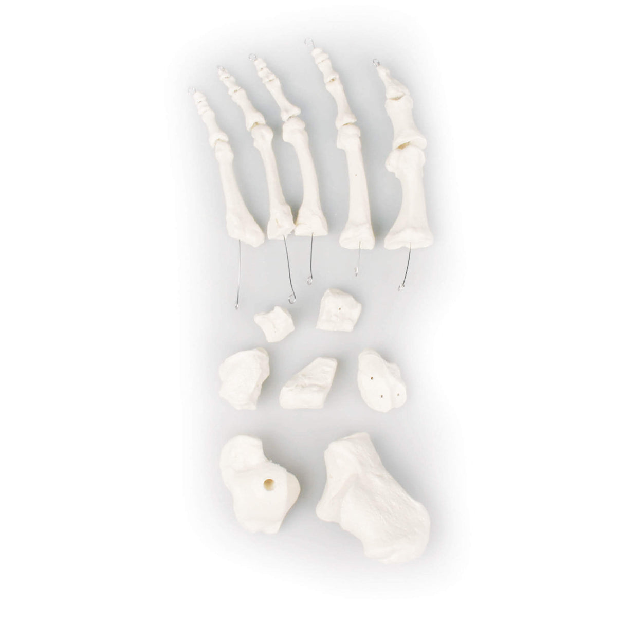 Erler-Zimmer Fußknochen Modell unmontiert