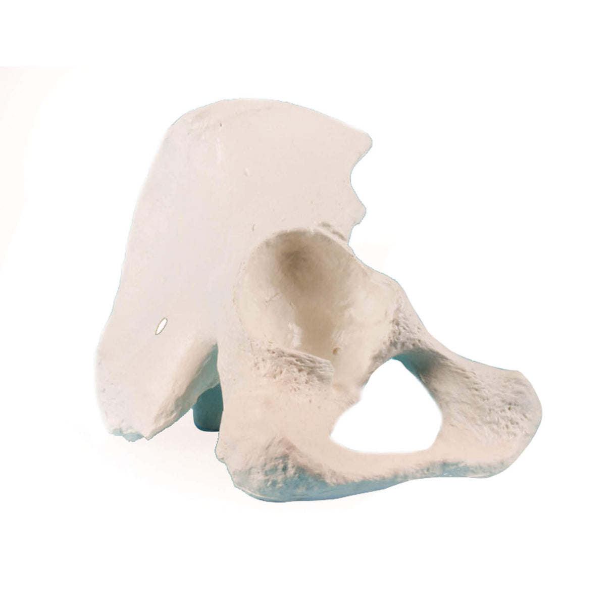 Erler-Zimmer Beckenhälfte Modell