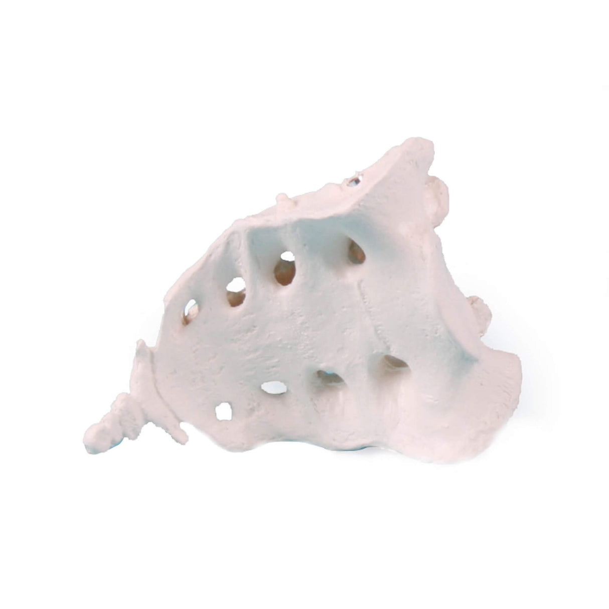 Erler-Zimmer Kreuzbein Modell mit Steißbein