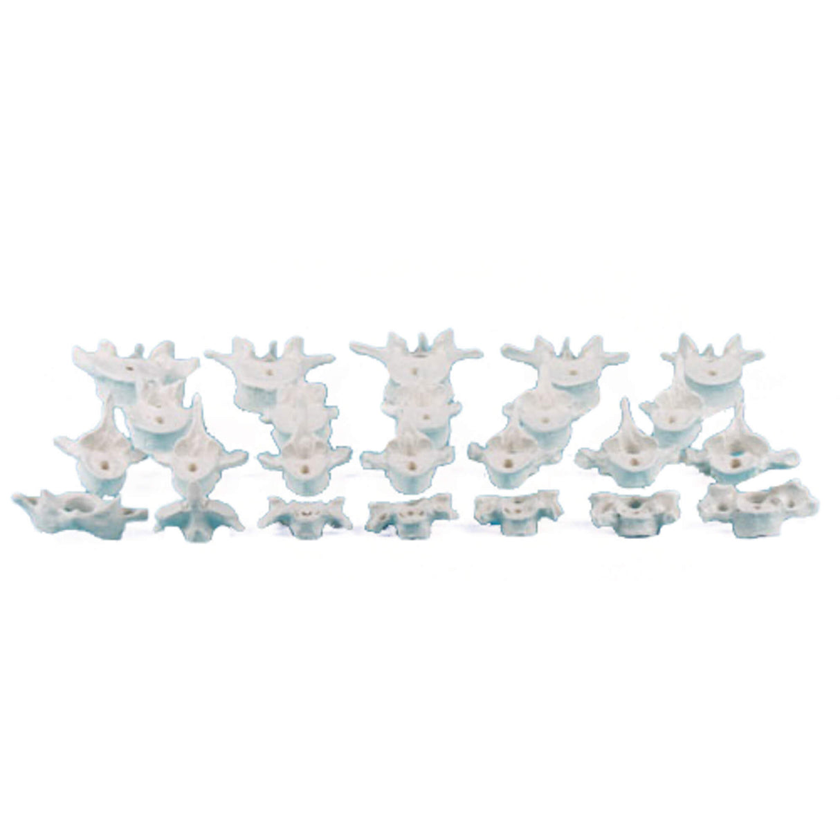 Erler-Zimmer Wirbel Modelle einzeln C1 bis L5 1 Stück