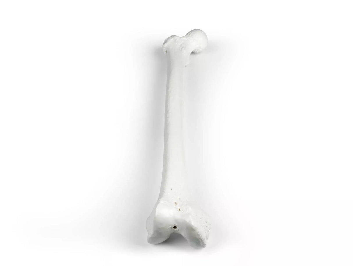 Erler-Zimmer Oberschenkel Modell Femur