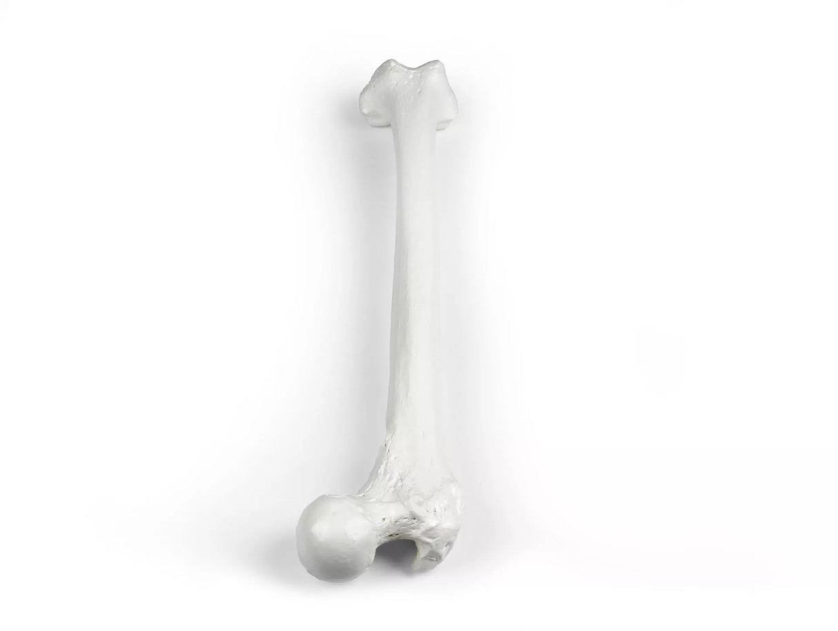 Erler-Zimmer Oberschenkel Modell Femur