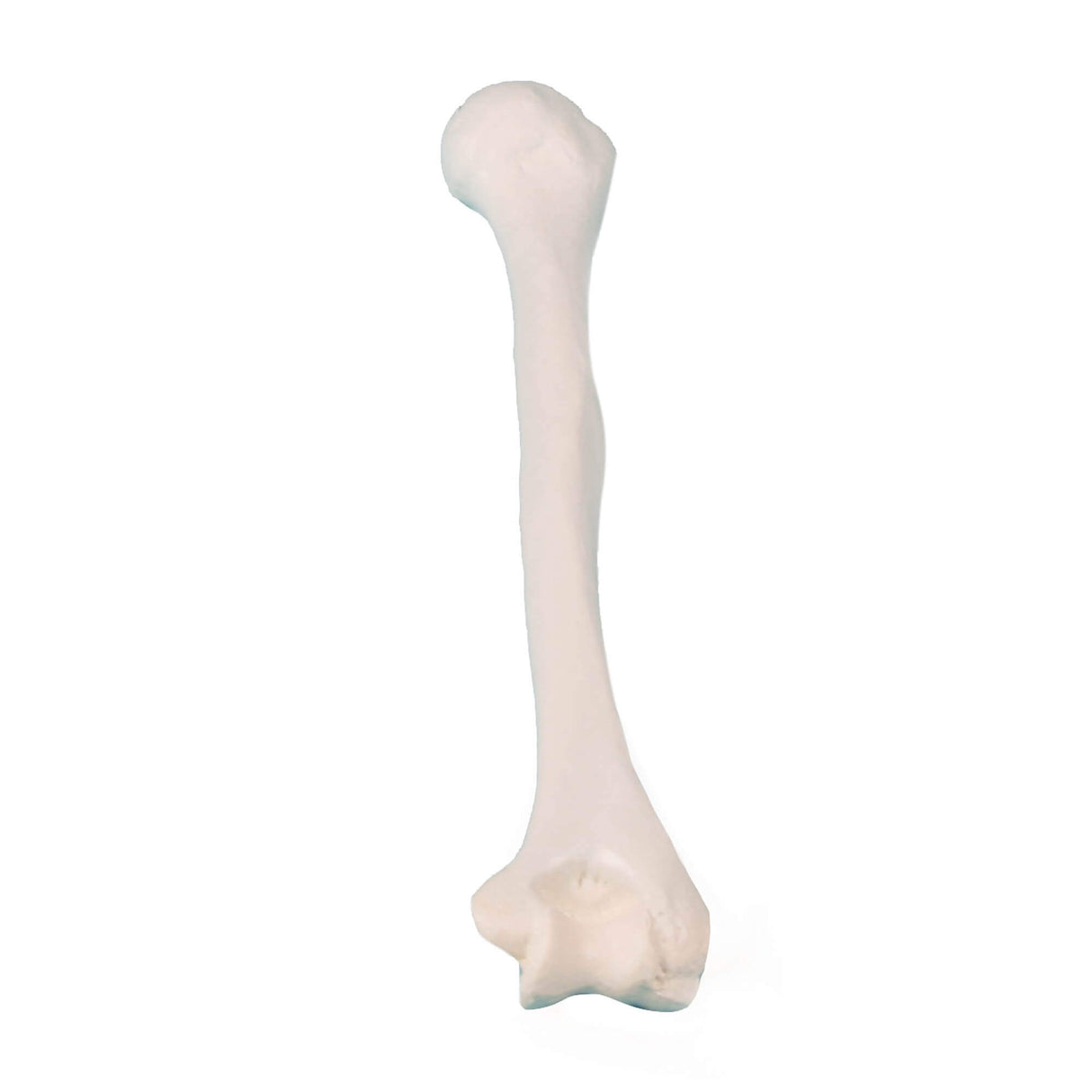Erler-Zimmer Oberarm Modell Humerus