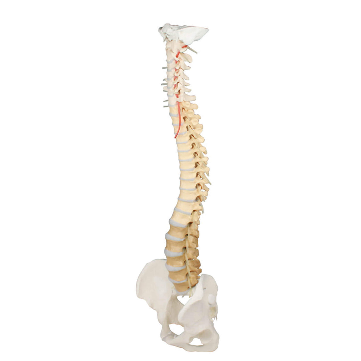 Erler-Zimmer Wirbelsäule Modell mit Becken Wirbel didaktisch gefärbt