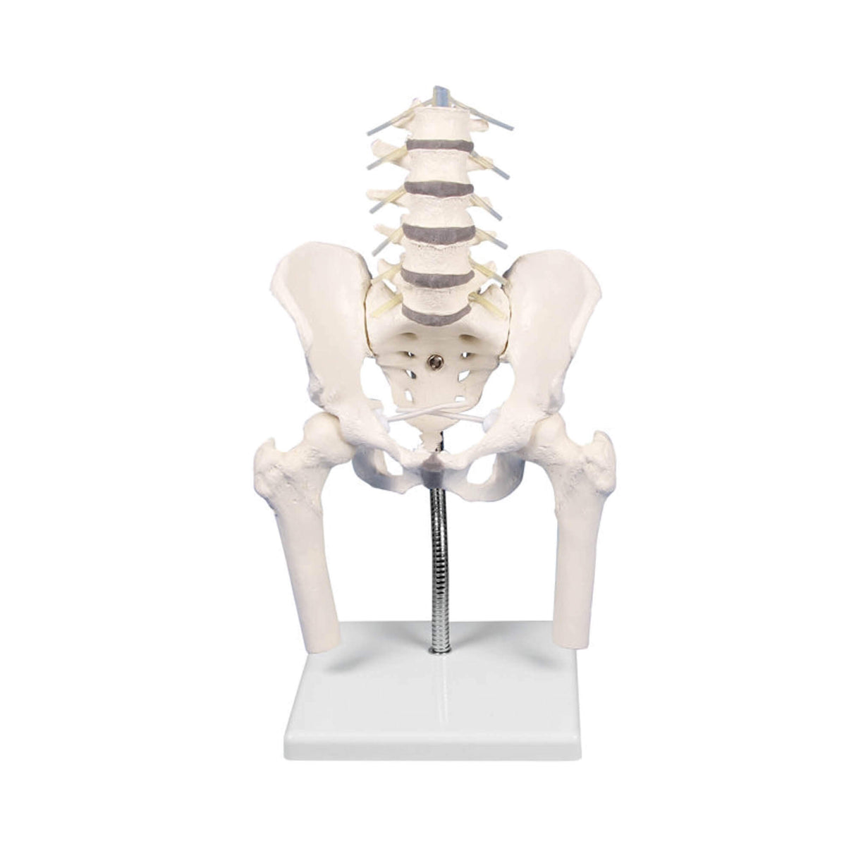 Erler-Zimmer Lendenwirbelsäule Modell mit Becken zur Fehlstellungsdemonstration