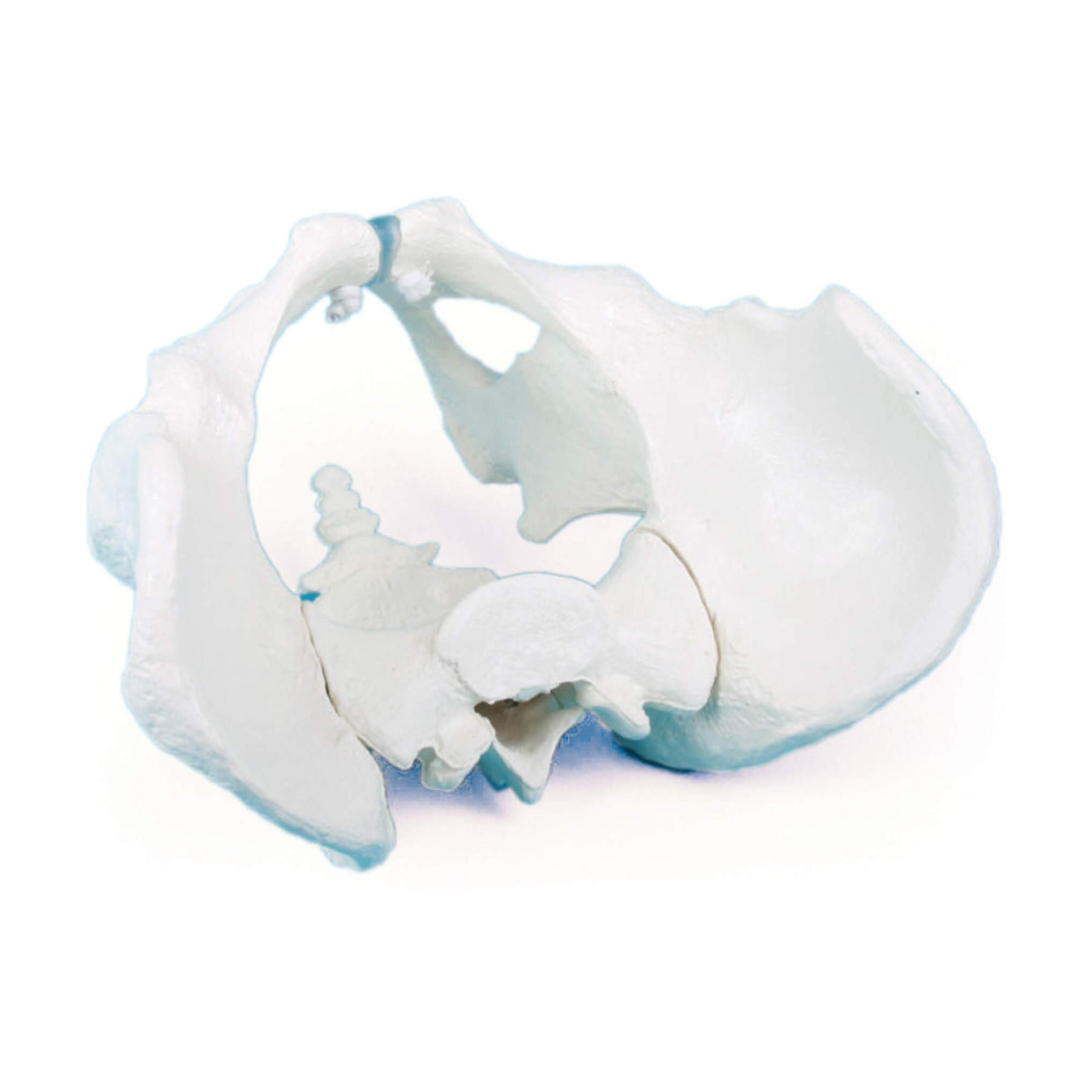 Erler-Zimmer Männliches Becken Modell mit Kreuzbein